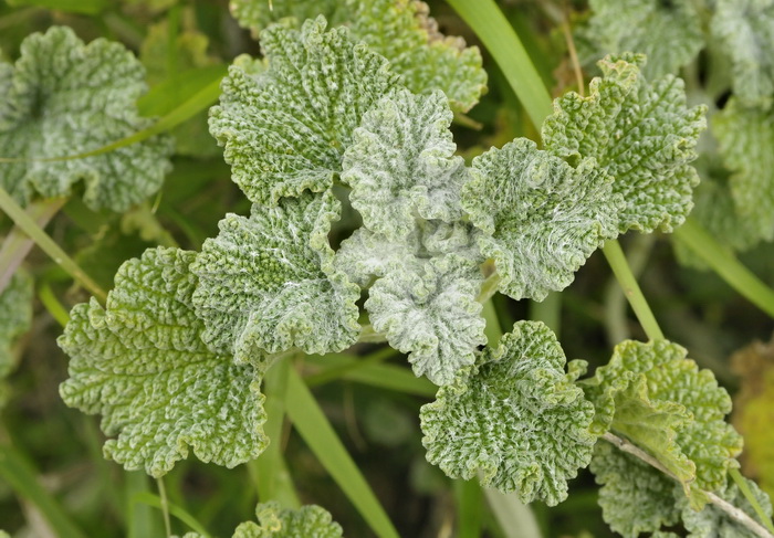 Altra pianta dal Parco della Caffarella - Marrubium vulgare